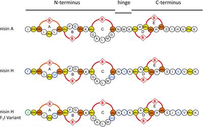 Insights in the Antimicrobial Potential of the Natural Nisin Variant Nisin H